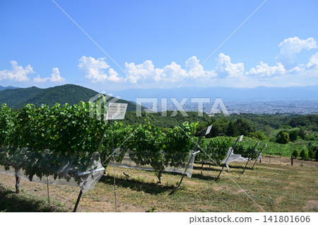 Tomi no Oka Winery vineyards in midsummer, Kai City, Yamanashi Prefecture Tomi no Oka Winery vineyards in midsummer, Kai City, Yamanashi Prefecture 141801606