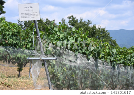 Tomi no Oka Winery vineyards in midsummer, Kai City, Yamanashi Prefecture Tomi no Oka Winery vineyards in midsummer, Kai City, Yamanashi Prefecture 141801617