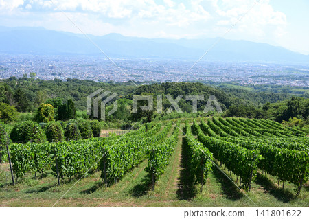 Tomi no Oka Winery vineyards in midsummer, Kai City, Yamanashi Prefecture Tomi no Oka Winery vineyards in midsummer, Kai City, Yamanashi Prefecture 141801622