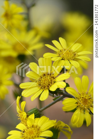 黃色山茶花 黃色山茶花 141801772