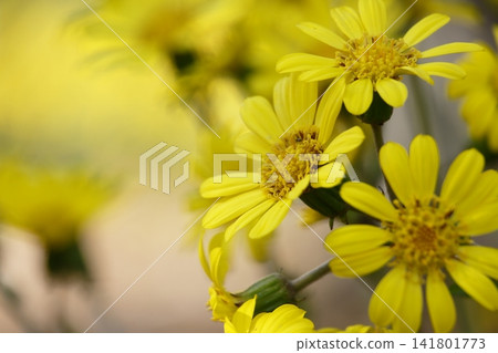 黃色山茶花 黃色山茶花 141801773