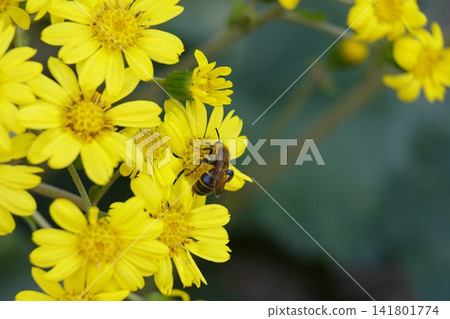 A bee perched on a yellow Farfugium japonicum flower. A bee perched on a yellow Farfugium japonicum flower. 141801774