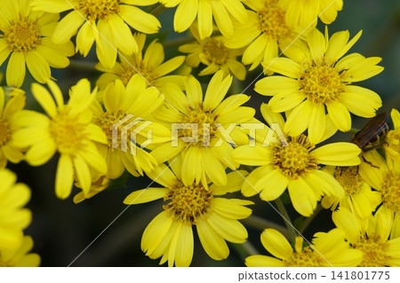 黃色山茶花 黃色山茶花 141801775