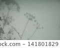 植物陰影神紋理，剪貼簿素材 141801829