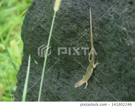 A lizard after the rain A lizard after the rain 141802246