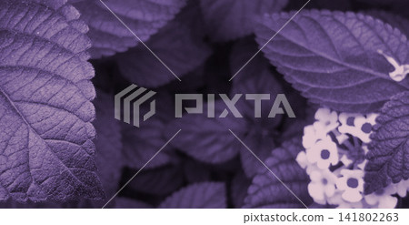 Macro background of purple-hued foliage and small white flowers. 141802263