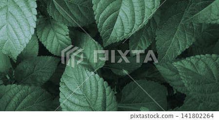 Deep emerald-green foliage and textured leaf patterns. Deep emerald-green foliage and textured leaf patterns. 141802264