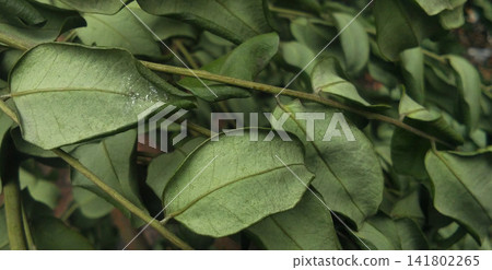 Curved green leaves attached to a slender stem. Curved green leaves attached to a slender stem. 141802265