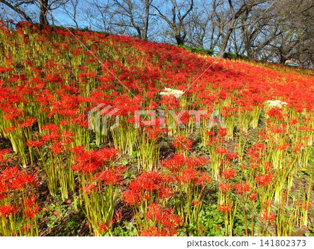 紅彼岸花(攝於公苑縣立公園) 紅彼岸花(攝於公苑縣立公園) 141802373