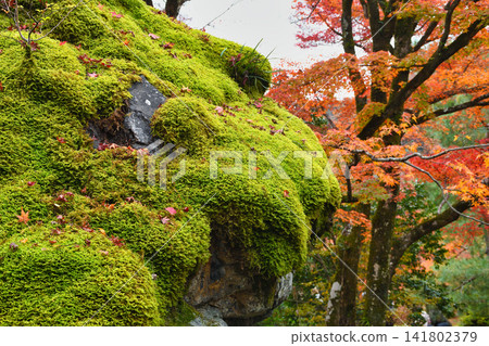 Kyoto, Hogon-in Temple, Shishiku Garden: Lion Rock and beautiful autumn foliage (Ukyo-ku, Kyoto City, Kyoto Prefecture) Kyoto, Hogon-in Temple, Shishiku Garden: Lion Rock and beautiful autumn foliage (Ukyo-ku, Kyoto City, Kyoto Prefecture) 141802379