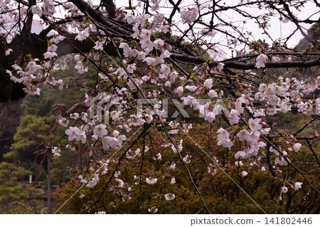 Rokugien Sakura Rokugien Sakura 141802446