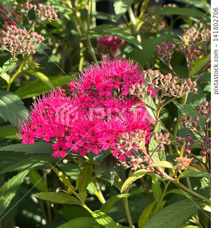 “初夏開花的繡線菊” 141802706