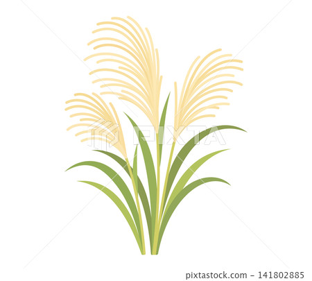 Pampas grass, flat illustration Pampas grass, flat illustration 141802885