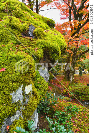 Kyoto, Hogon-in Temple, Shishiku Garden: Lion Rock and beautiful autumn foliage (Ukyo-ku, Kyoto City, Kyoto Prefecture) Kyoto, Hogon-in Temple, Shishiku Garden: Lion Rock and beautiful autumn foliage (Ukyo-ku, Kyoto City, Kyoto Prefecture) 141802941