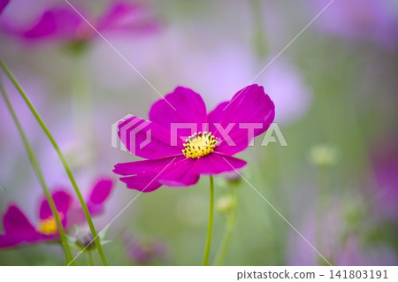 粉紅色的波斯菊花 粉紅色的波斯菊花 141803191
