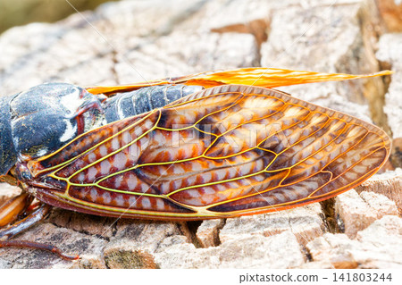 Cicada wings Cicada wings 141803244