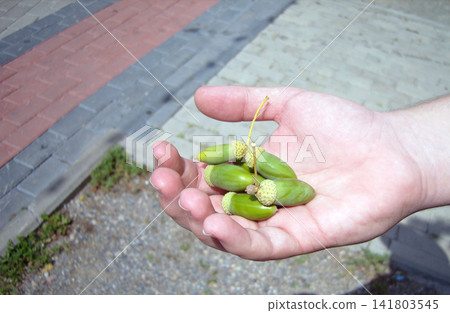 Close-up of a single hand gently holding a small cluster of fresh, unripe green acorns with their caps and stems. A concrete paver sidewalk and gravel ground are visible in the background. Close-up of a single hand gently holding a small cluster of fresh, unripe green acorns with their caps and stems. A concrete paver sidewalk and gravel ground are visible in the background. 141803545