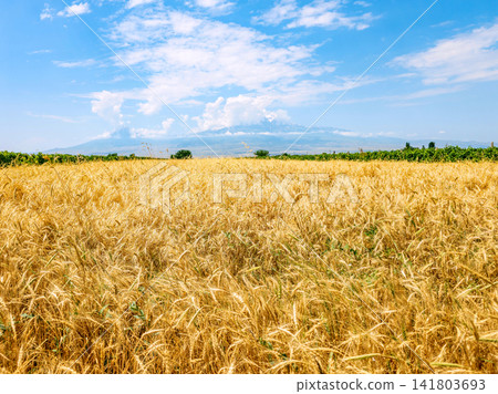 Vast wheat field under sunny sky with mountains in distance Vast wheat field under sunny sky with mountains in distance 141803693