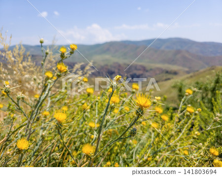 Clear blue sky with wispy clouds completes scenic view Clear blue sky with wispy clouds completes scenic view 141803694