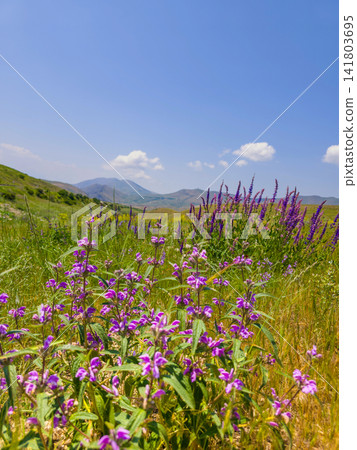 Vibrant purple flowers cover grassy hillside under blue sky Vibrant purple flowers cover grassy hillside under blue sky 141803695