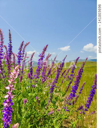 Lavender field sways in summer breeze under blue sky Lavender field sways in summer breeze under blue sky 141803696