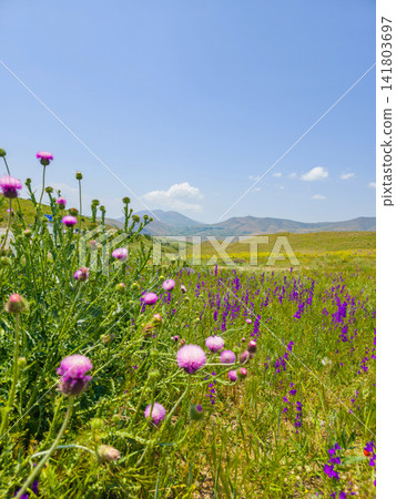 Field of colorful wildflowers under clear blue sky Field of colorful wildflowers under clear blue sky 141803697