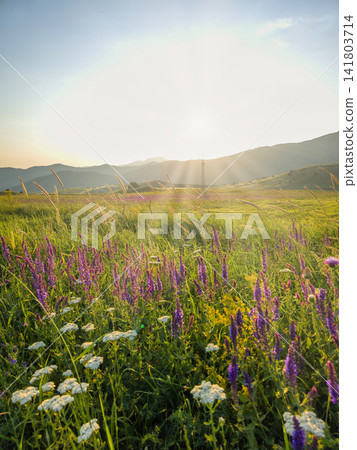 Sunlit meadow with purple and white wildflowers Sunlit meadow with purple and white wildflowers 141803714