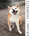 Laughing Shiba Inu 141804272