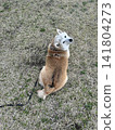 Shiba Inu looking back 141804273