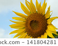 大向日葵 141804281