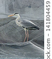 Gray heron 141804459