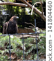 Eagle's eagle 141804460