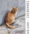 A tabby cat standing quietly 141804461