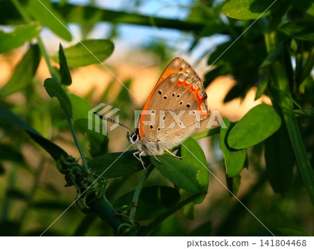 A small copper butterfly perched on a wild grass leaf. A small copper butterfly perched on a wild grass leaf. 141804468