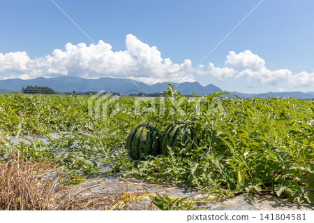 Watermelons in a watermelon field (Obanazawa City, Yamagata Prefecture) Watermelons in a watermelon field (Obanazawa City, Yamagata Prefecture) 141804581