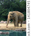 Elephants seeking water 141804745
