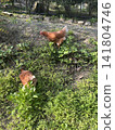 Free chicken 141804746