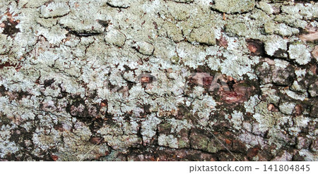 The texture of tree bark covered in pale green crustose lichen. The texture of tree bark covered in pale green crustose lichen. 141804845