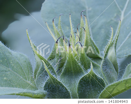 Sunflowers that will soon bloom Sunflowers that will soon bloom 141804943