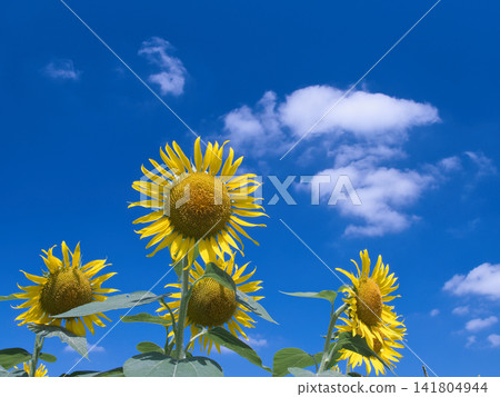 Sunflowers blooming towards the blue sky Sunflowers blooming towards the blue sky 141804944