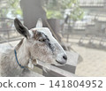 goat  141804952