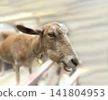 goat  141804953