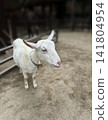 goat  141804954