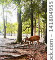 Deer in the park 141804955