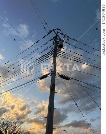 黃昏時分,成群的棕耳鵯在電線上盤旋,勾勒出它們的剪影。 黃昏時分,成群的棕耳鵯在電線上盤旋,勾勒出它們的剪影。 141804956