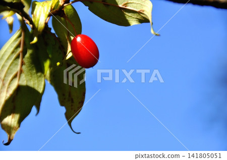 變紅的山茱萸漿果 變紅的山茱萸漿果 141805051