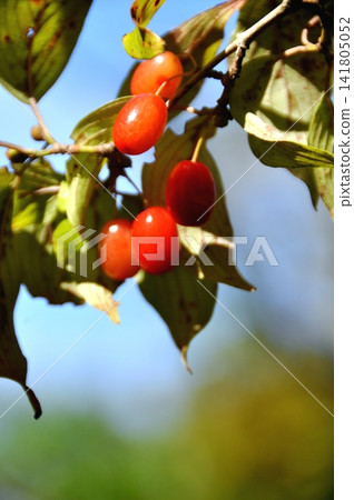 變紅的山茱萸漿果 141805052