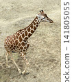 Giraffe  141805055