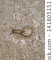 snails  141805151