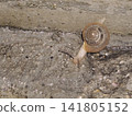snails  141805152